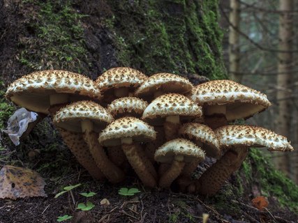 Pholiota squarrosoides