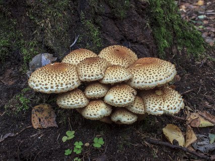Pholiota squarrosoides