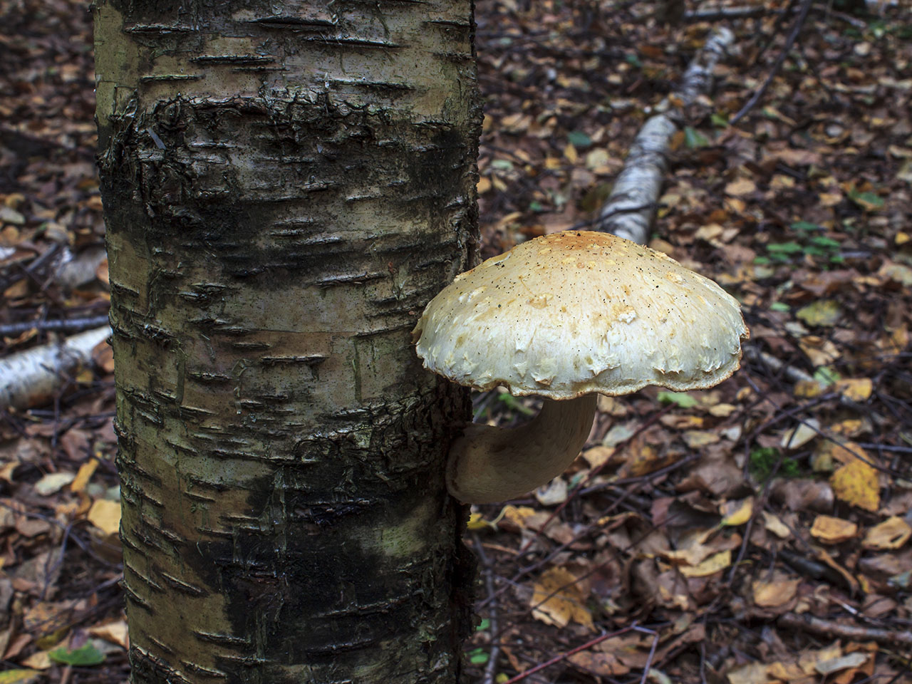 Hemipholiota heteroclita