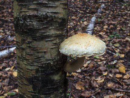 Hemipholiota heteroclita