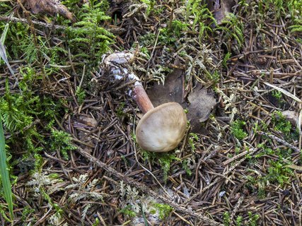 Rhodocollybia butyracea