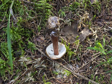 Rhodocollybia butyracea