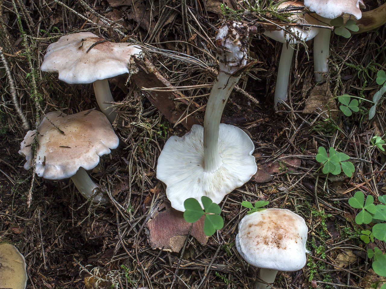 Rhodocollybia maculata