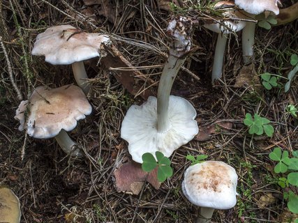 Rhodocollybia maculata