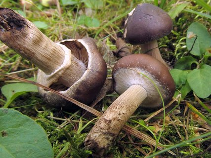 Agrocybe erebia