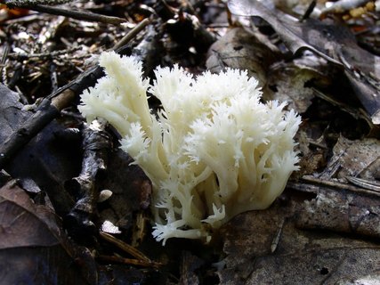 Clavulina cristata