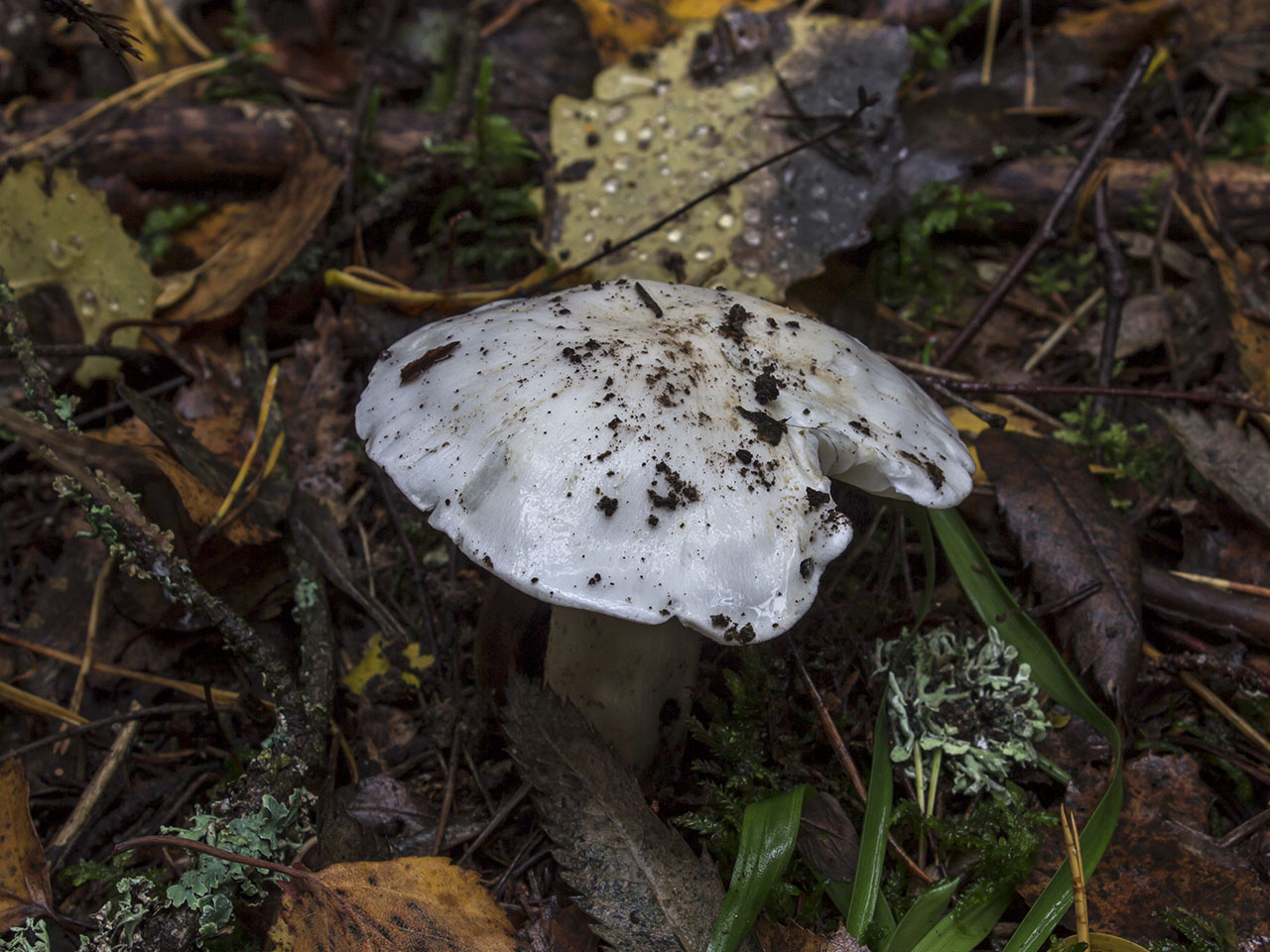Tricholoma columbetta