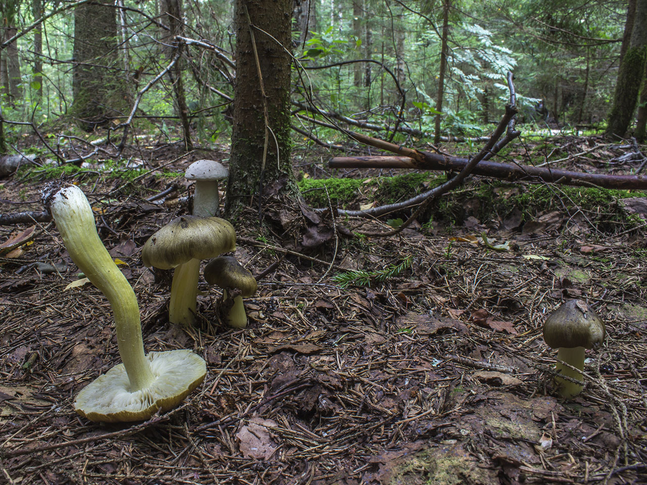 Tricholoma sejunctum