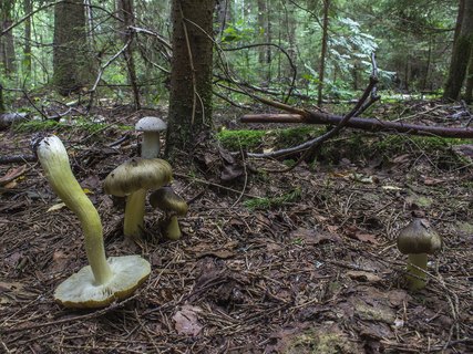 Tricholoma sejunctum