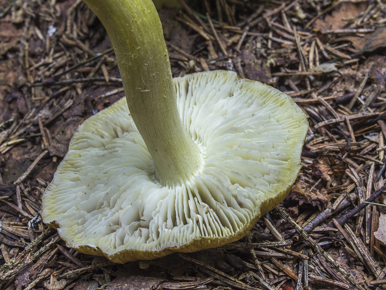 Tricholoma sejunctum