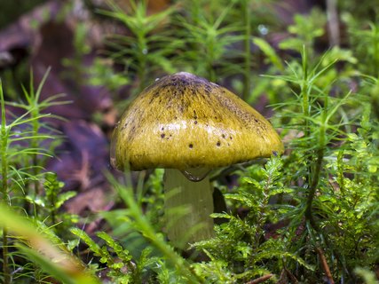 Tricholoma sejunctum