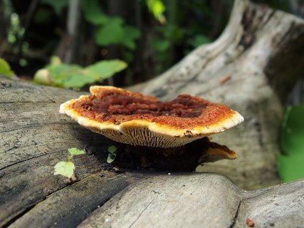 Gloeophyllum sepiarium