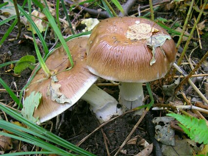 Cortinarius praestans