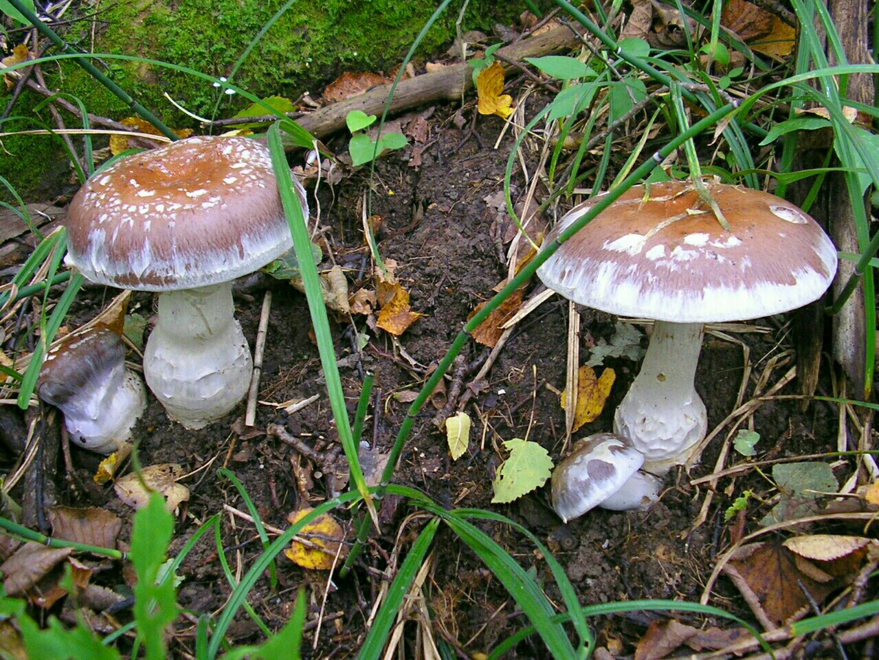 Cortinarius praestans