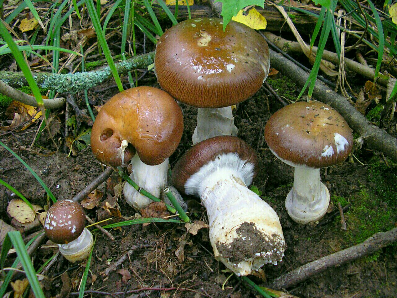 Cortinarius praestans