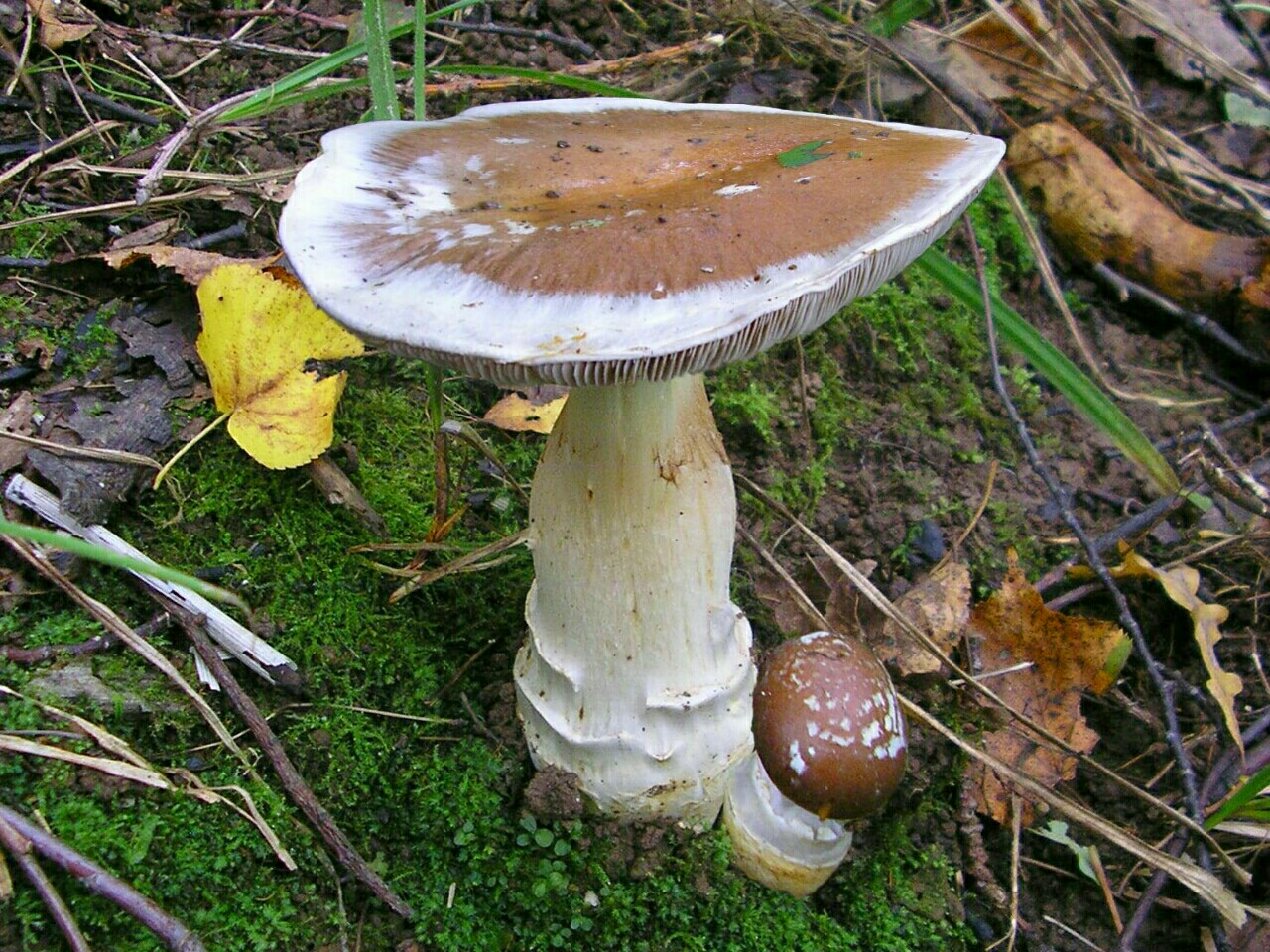 Cortinarius praestans
