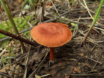 Cortinarius uliginosus