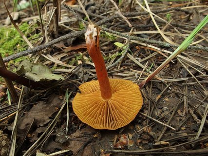 Cortinarius uliginosus