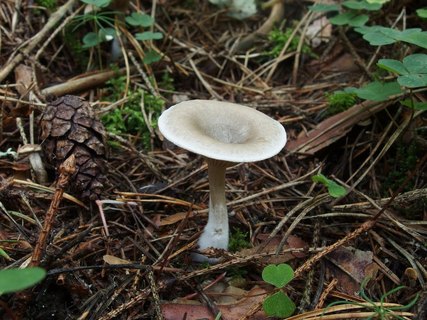 Clitocybe ditopa