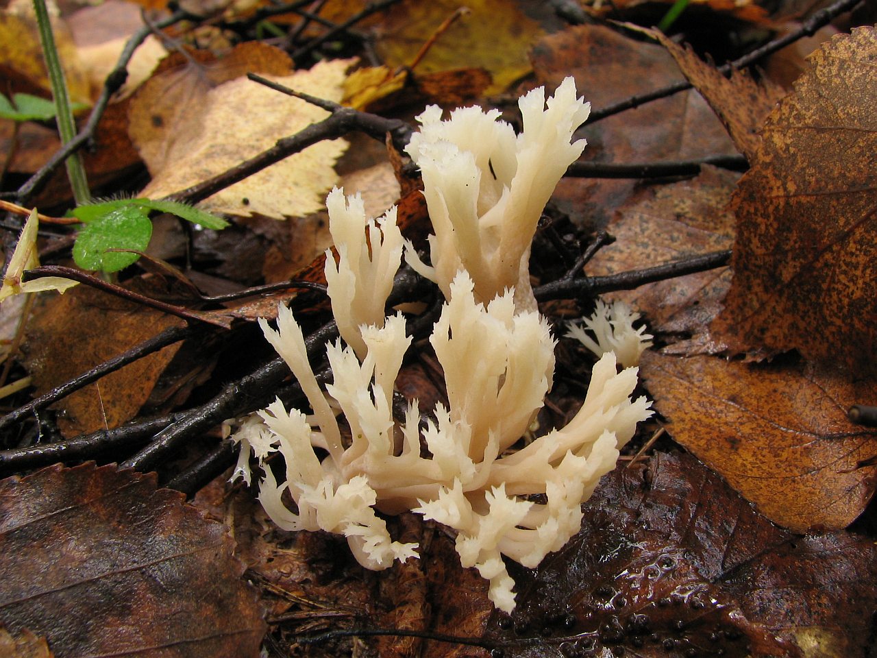 Clavulina cristata