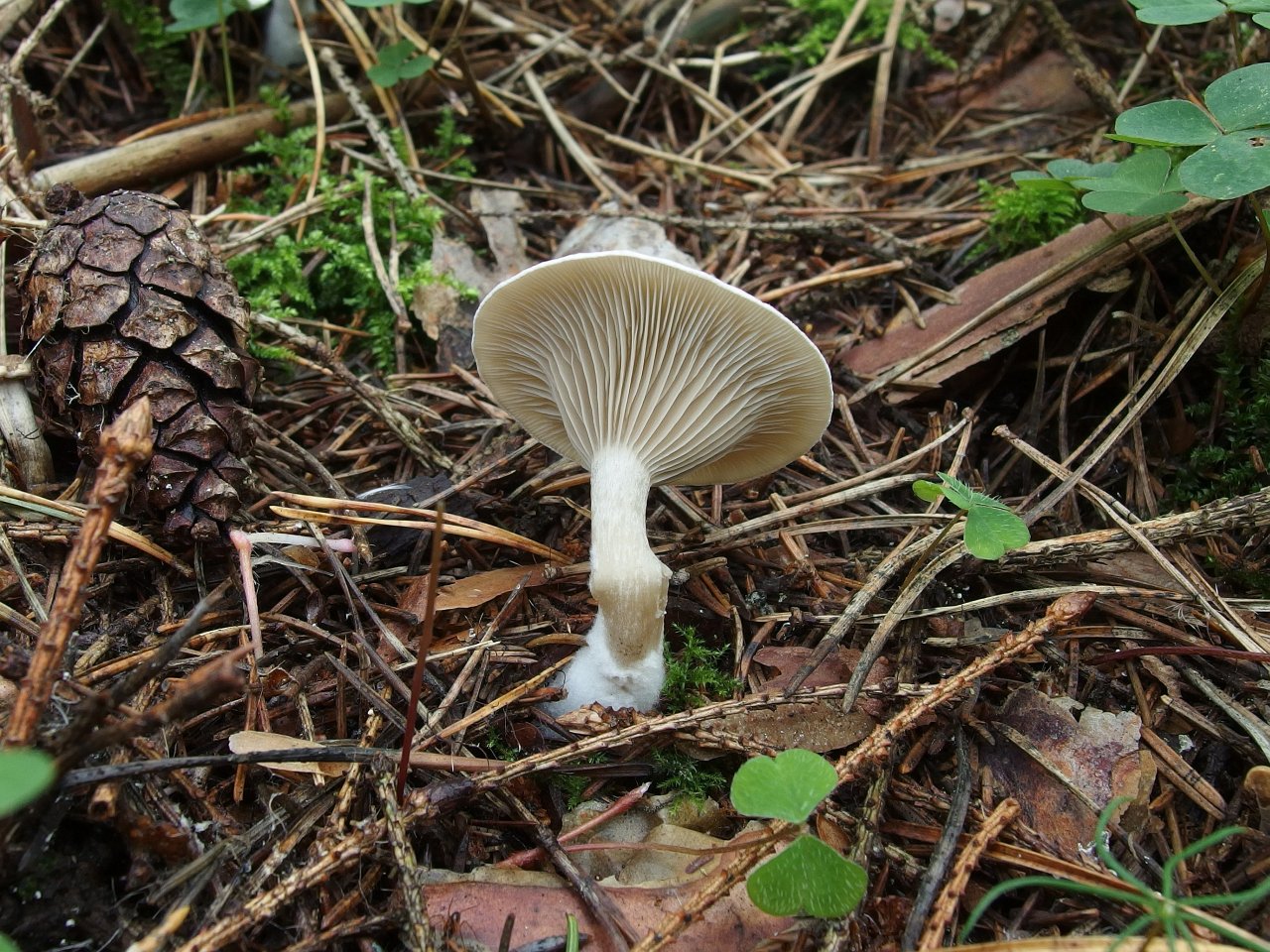 Clitocybe ditopa