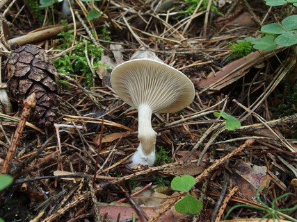 Clitocybe ditopa