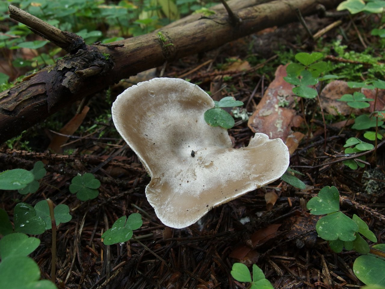 Clitocybe ditopa
