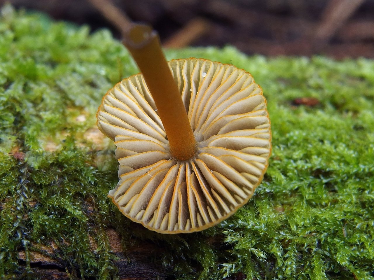 Mycena aurantiomarginata
