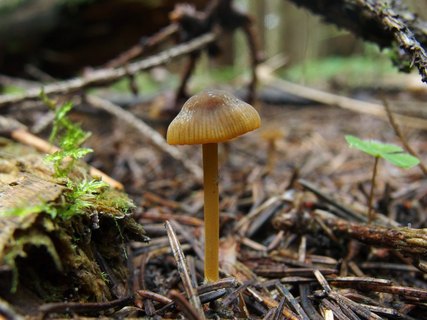 Mycena aurantiomarginata