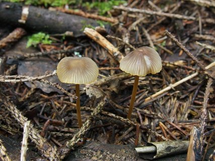 Mycena aurantiomarginata