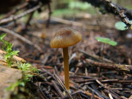 Mycena aurantiomarginata