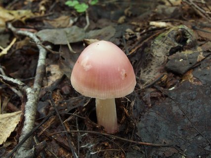 Mycena rosea