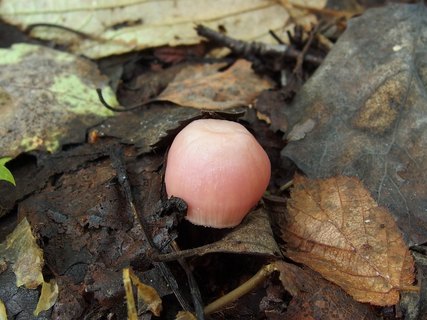 Mycena rosea