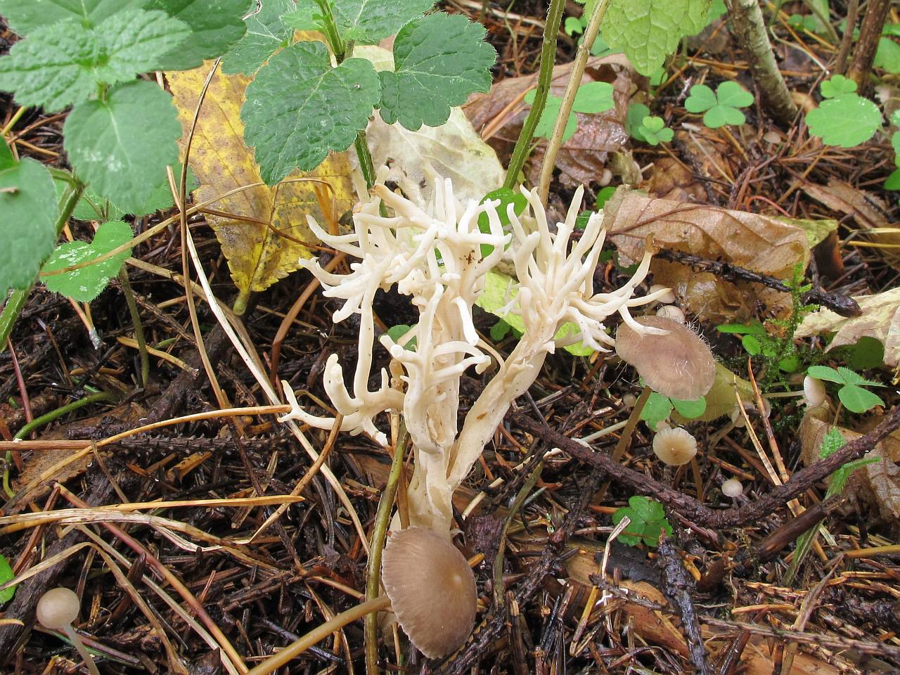 Clavulina cristata