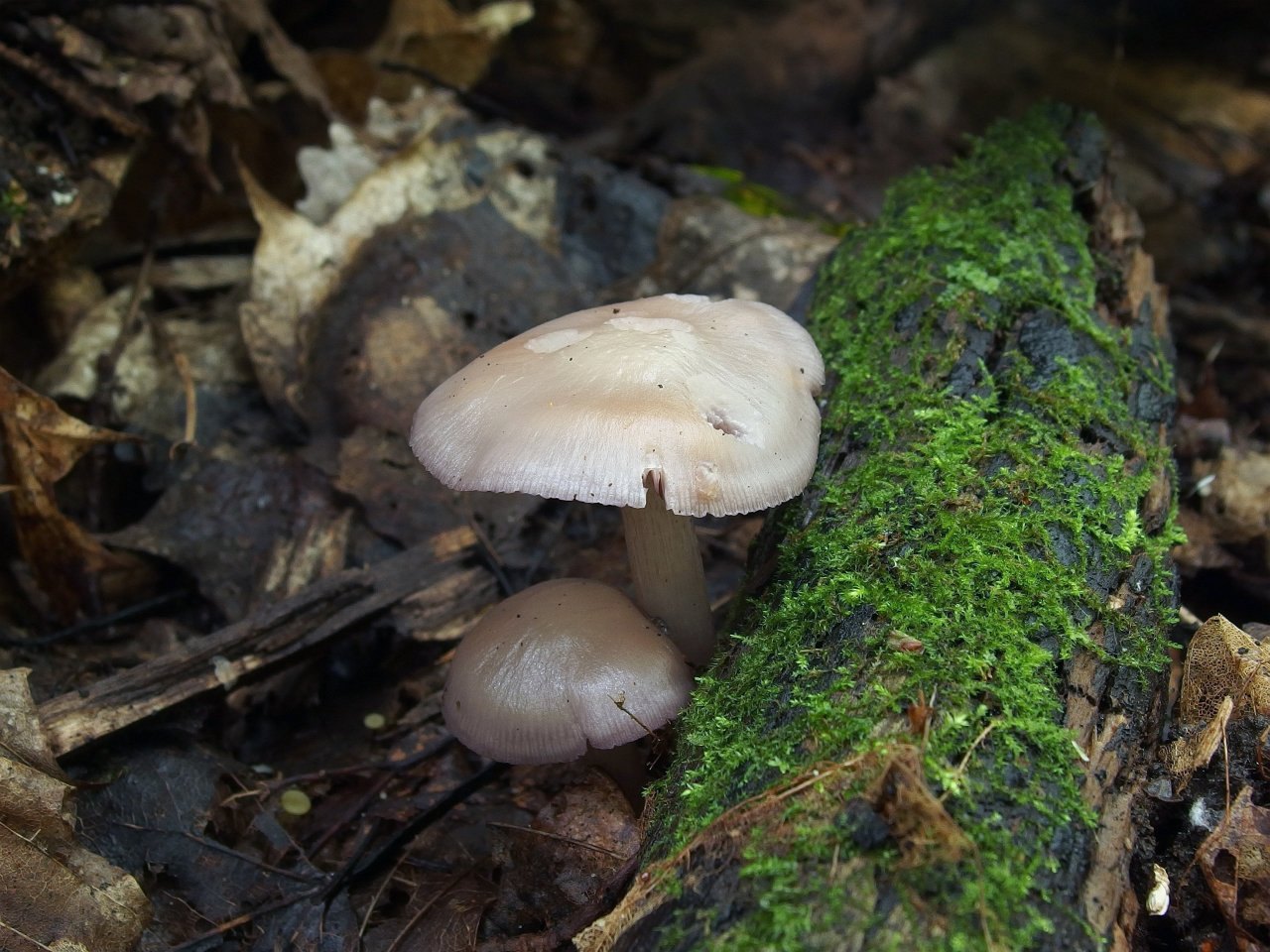 Mycena pelianthina