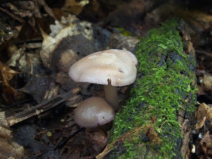 Mycena pelianthina