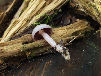 Mycena pelianthina