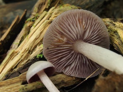 Mycena pelianthina