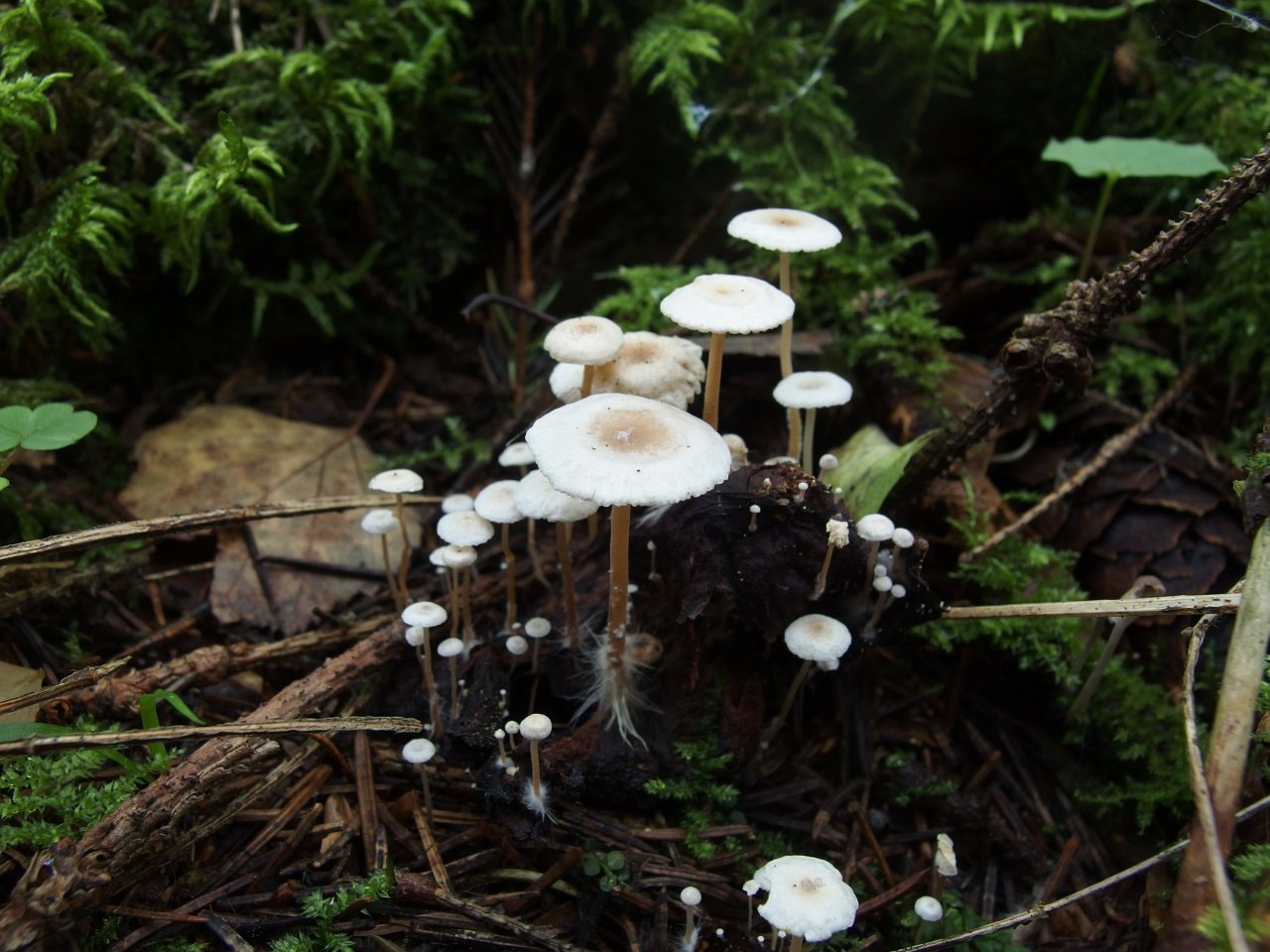 Collybia