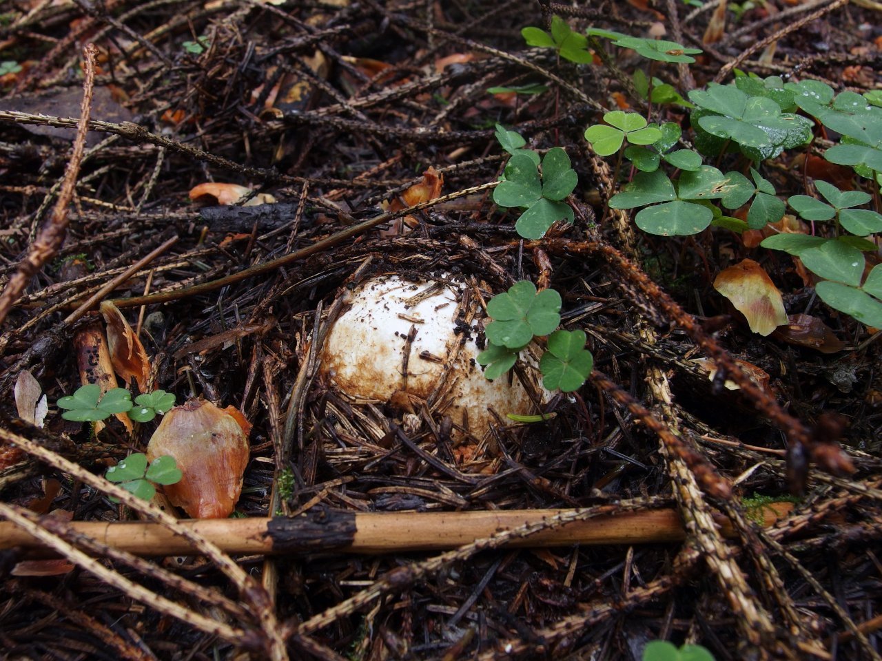 Phallus impudicus