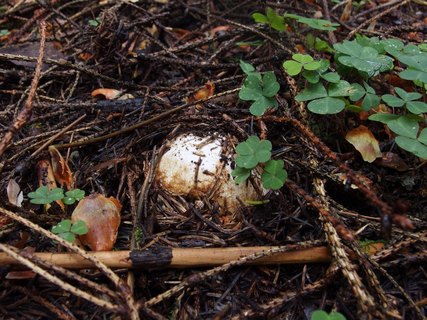 Phallus impudicus