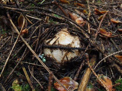 Phallus impudicus