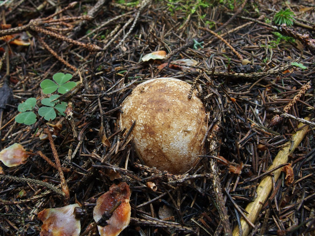 Phallus impudicus