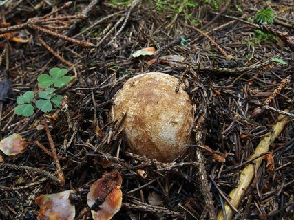 Phallus impudicus