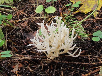 Clavulina cristata