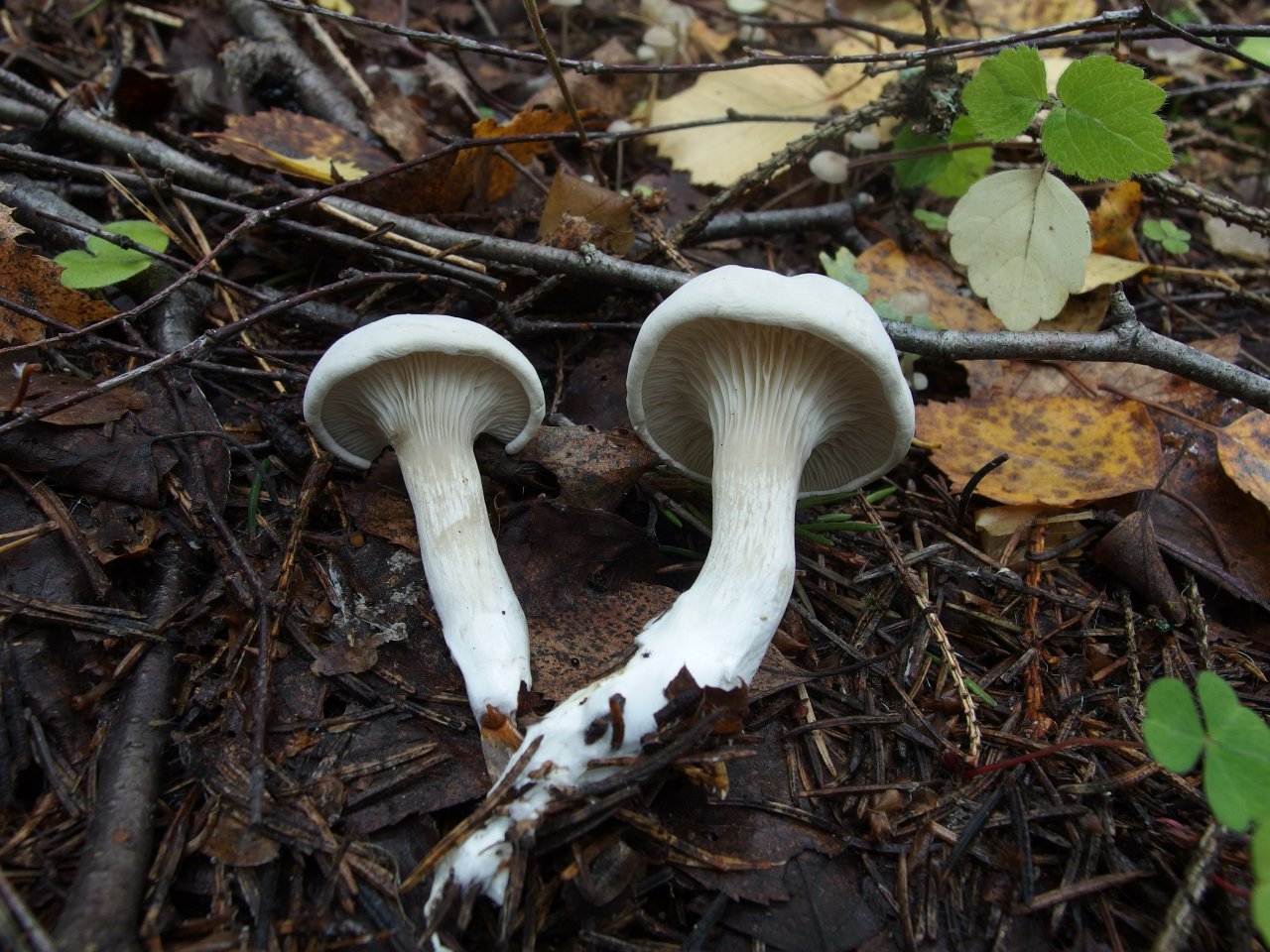 Clitopilus prunulus