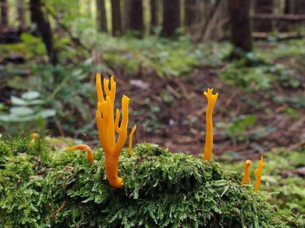 Calocera viscosa – Калоцера клейкая