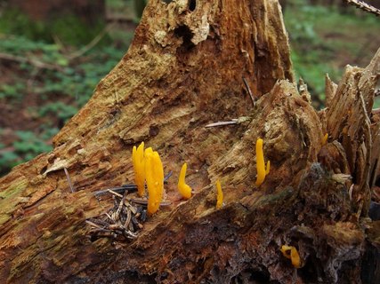 Calocera viscosa – Калоцера клейкая
