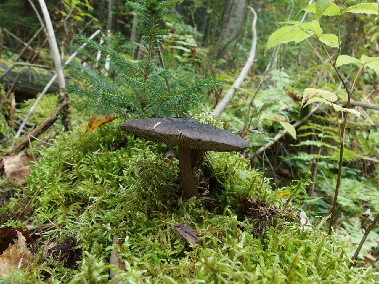 Pluteus atromarginatus