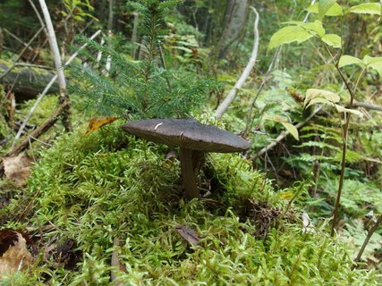 Pluteus atromarginatus